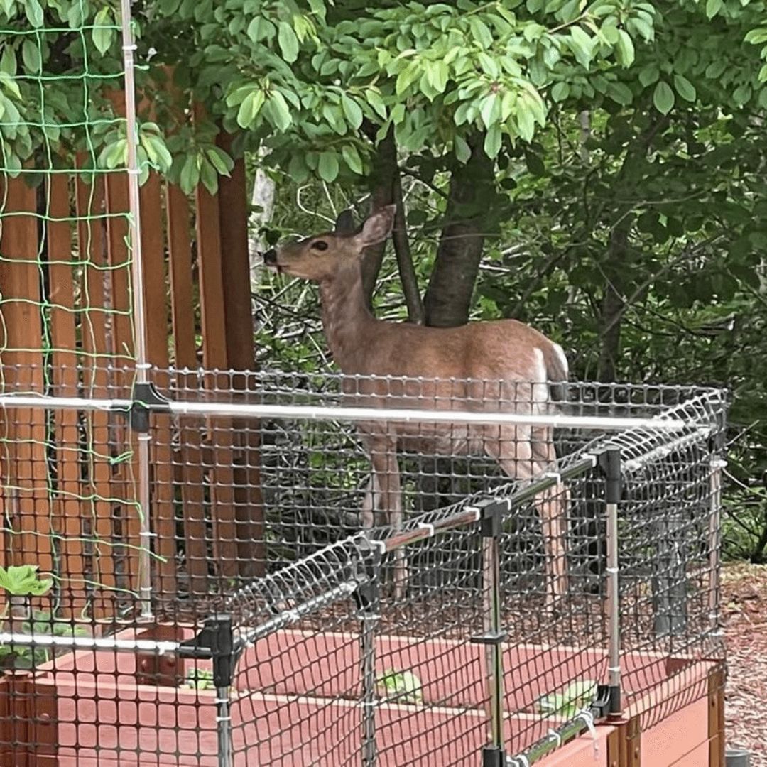 12 Small Garden Fence Border Ideas You'll Love