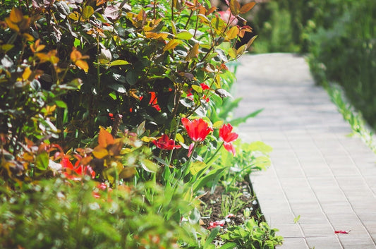 2025 Spring Garden Ideas