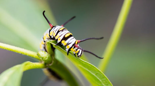 Caring For Your Monarch Caterpillars