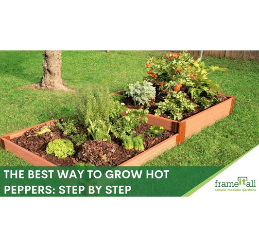 How To Grow Hot Peppers: Step By Step Guide
