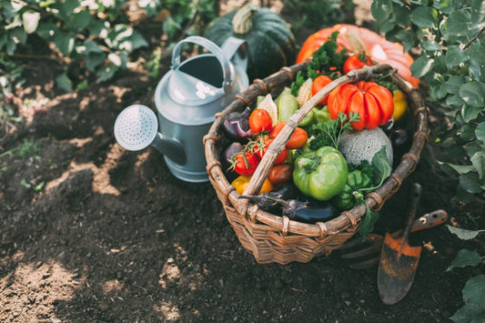 How to Plant Fall Garden Vegetables - Frame It All
