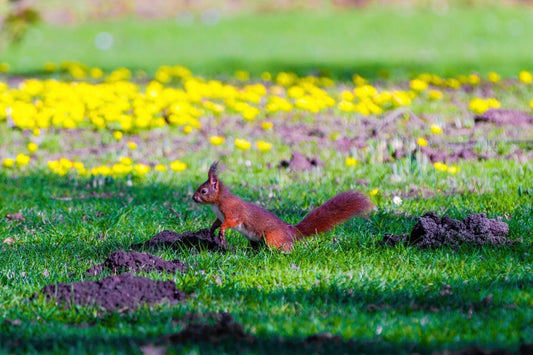 How to Squirrel Proof your Garden
