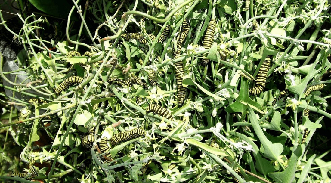 Where Did The Summer Go?