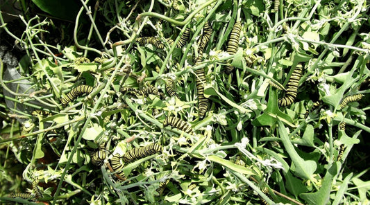 Where Did The Summer Go?