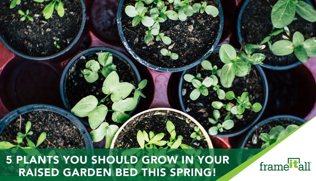 5 Plants You Should Grow In Your Raised Garden Bed This Spring!