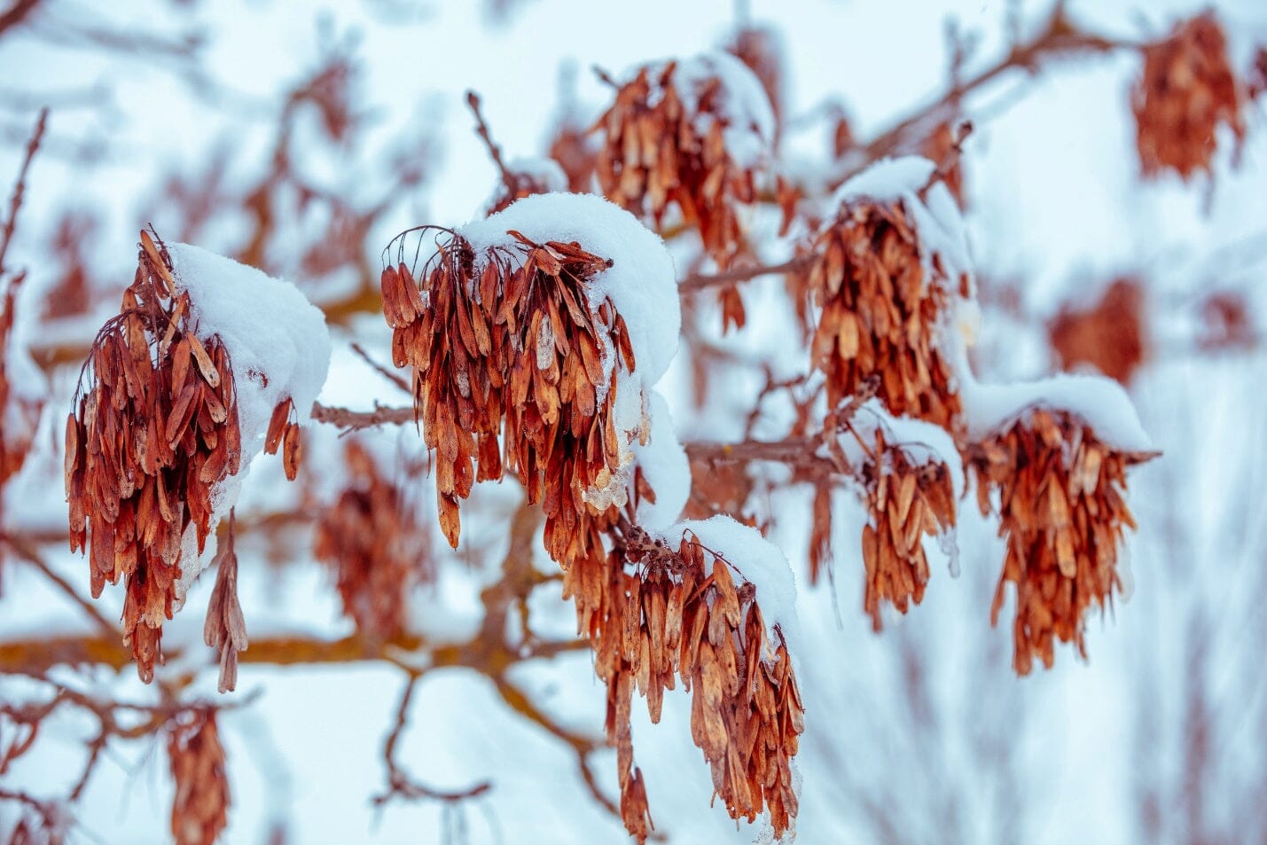 A Step-By-Step Guide on How to Prep Your Garden for Winter