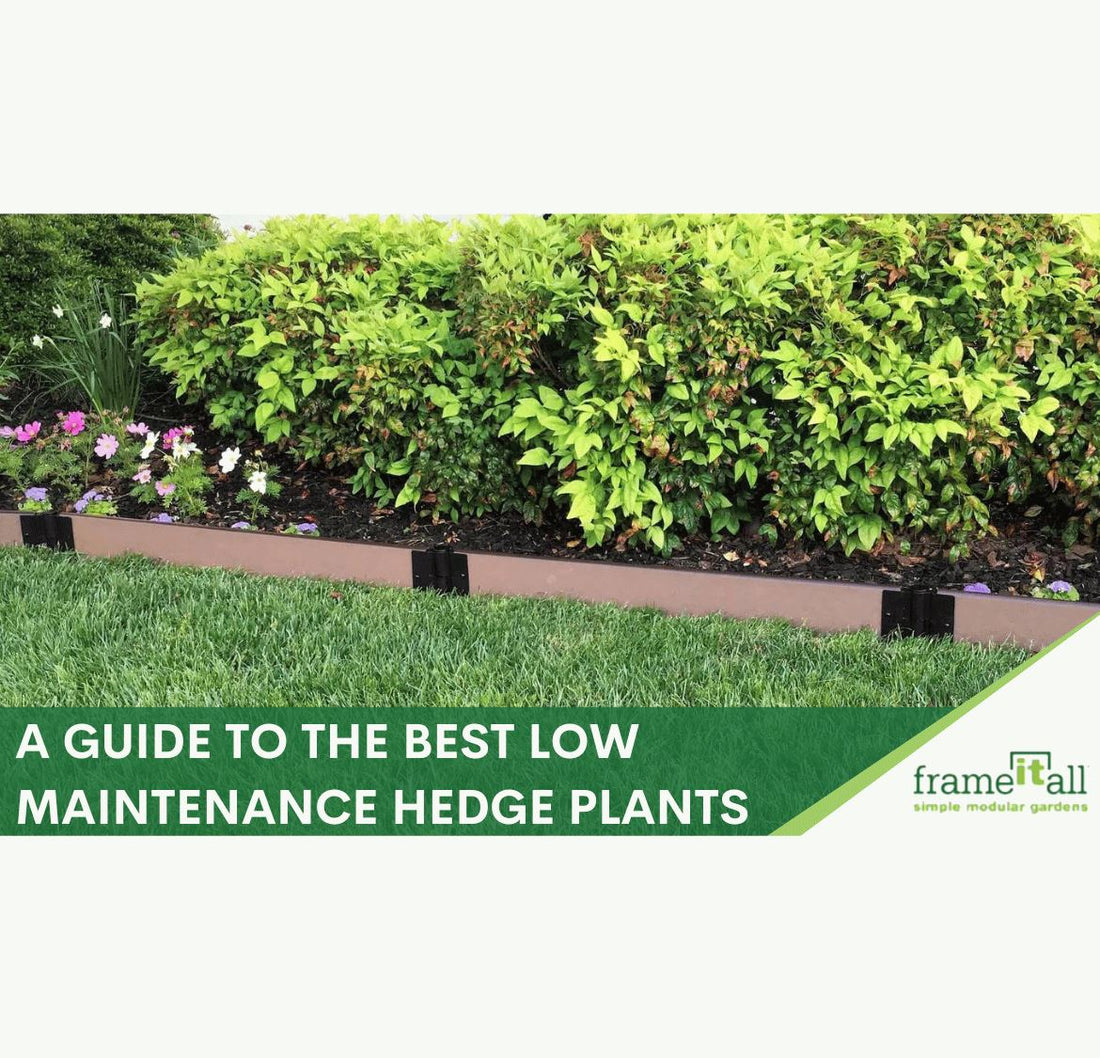 Best Low Maintenance Hedge Plants For Raised Gardens: guide to easy-care plants