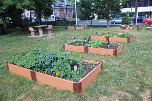 Best Raised Garden Beds for Vegetables: A Simple Guide