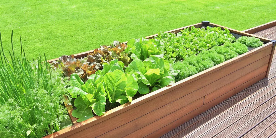Best Vegetables for Self Watering Planter Gardening