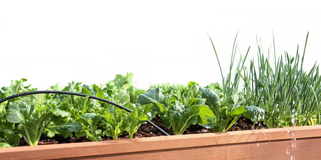Drip Irrigation for Raised Garden Beds: Complete Setup Guide