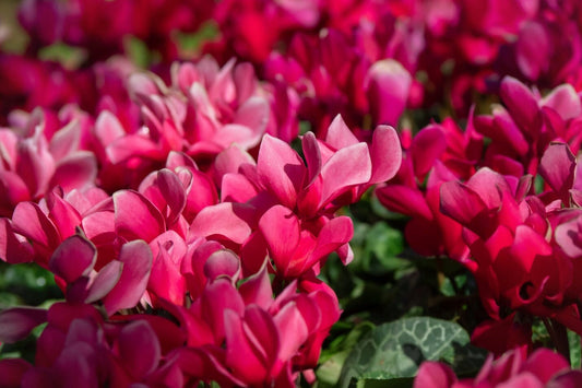 Frost-Resistant Flowers: Beautify Your Winter Garden