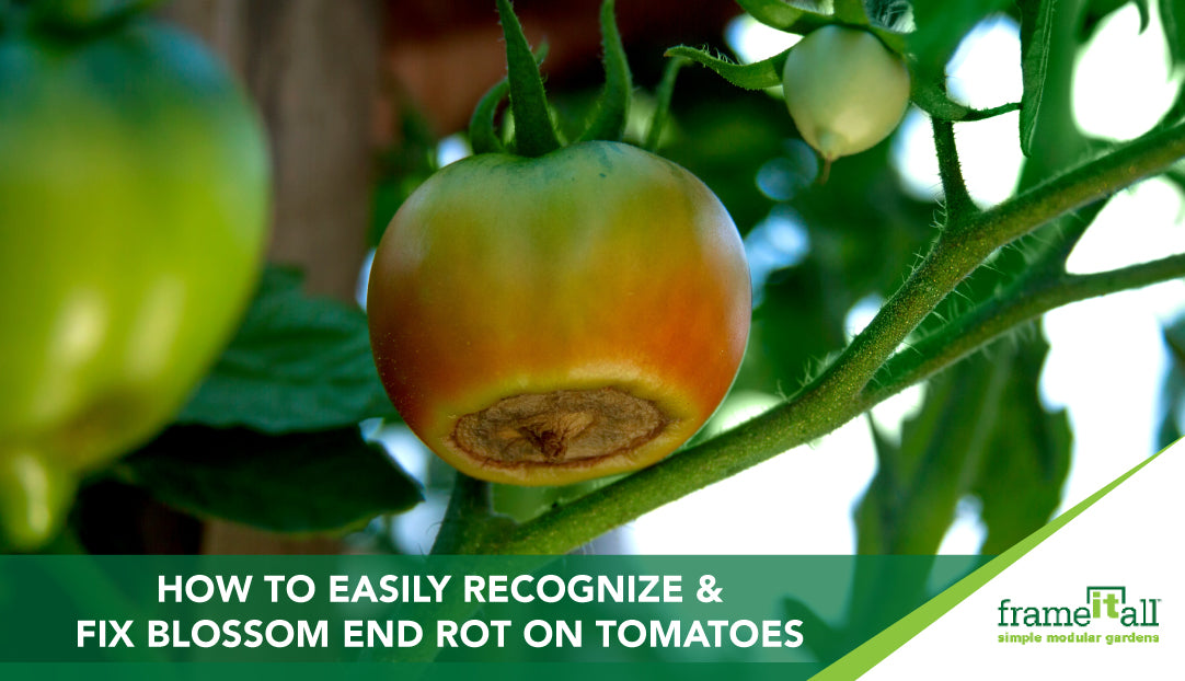 How to Easily Recognize &amp; Fix Blossom End Rot on Tomatoes