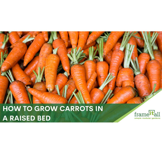 How To Grow Carrots In A Raised Bed