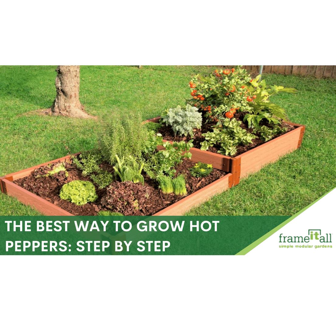 How To Raise Hot Peppers 