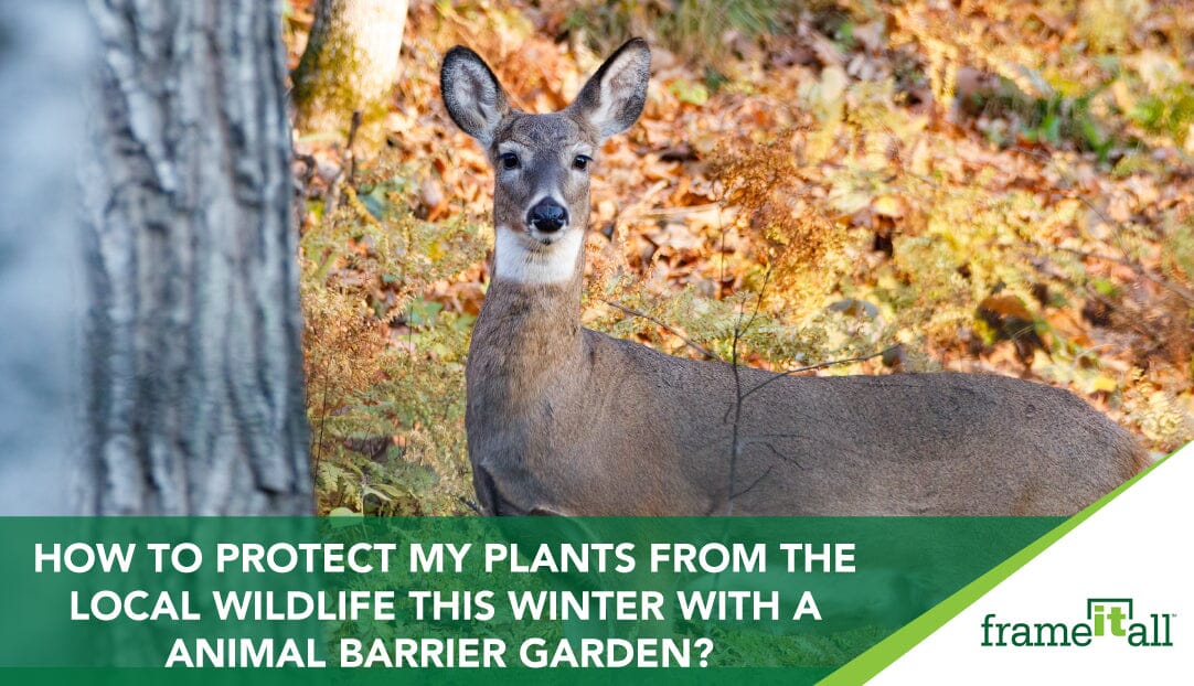 How To Protect My Plants From The Local Wildlife This Winter With An Animal Barrier Garden?