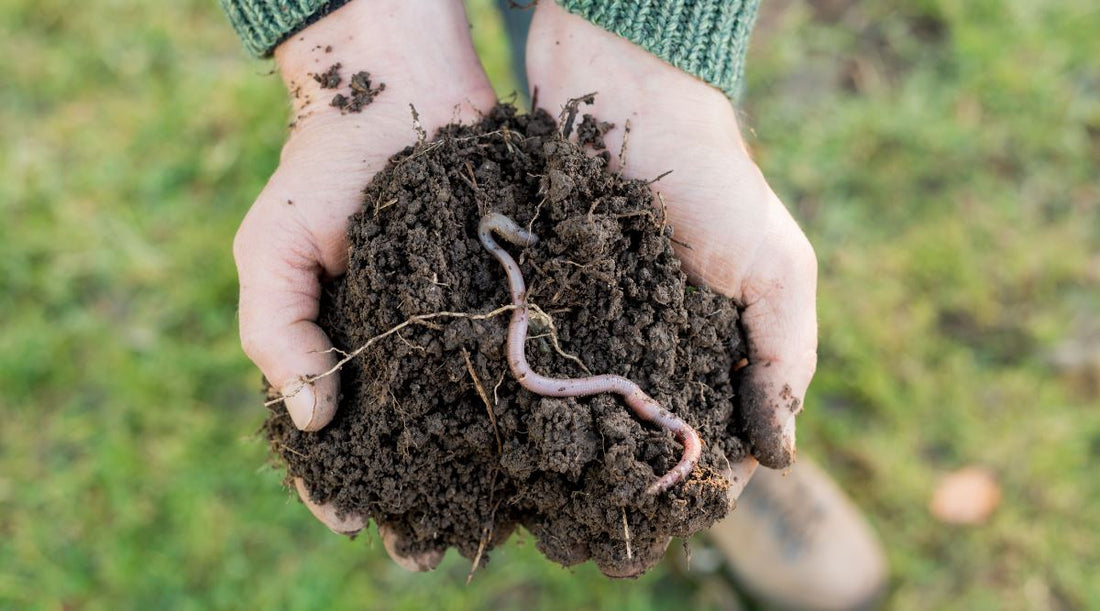 Soil Enrichment: Worm Composting – Frame It All