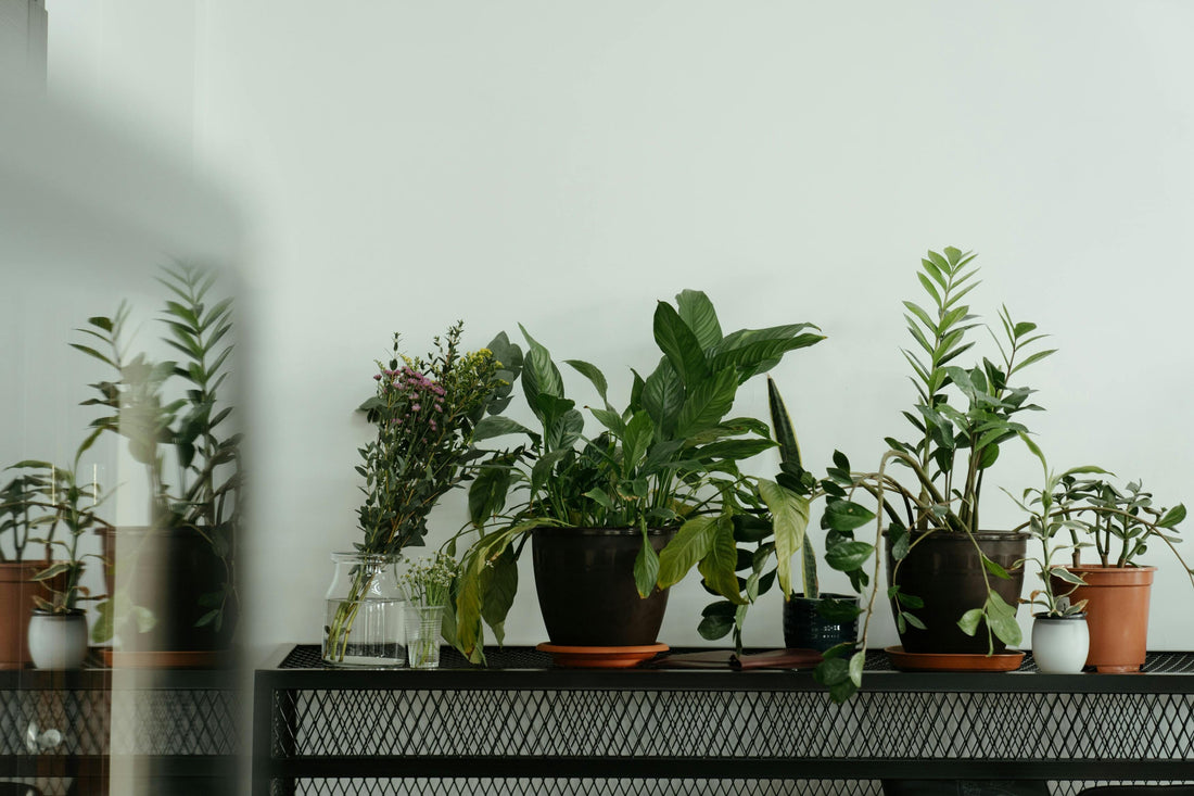 The 9 Biggest Challenges Facing Home Growers (and What the Research Actually Says)