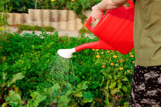 The Best Way To Water A Raised Garden Bed