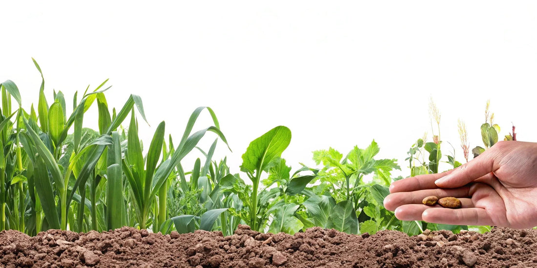 The Secret Life of a Plant Seed: A Gardener's Guide