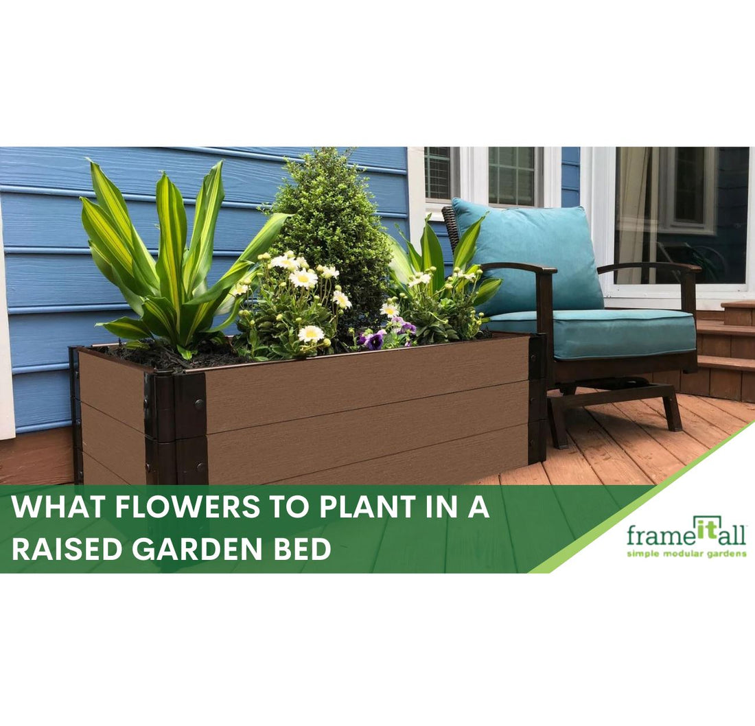 What Flowers To Plant In A Raised Garden Bed
