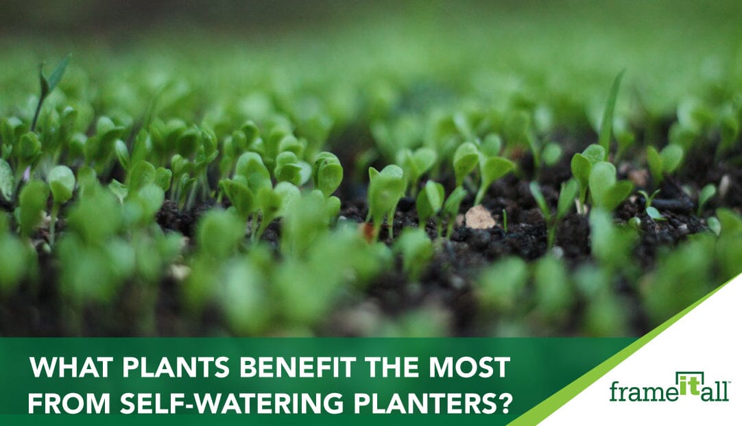 What Plants Benefit The Most From Self-Watering Planters?