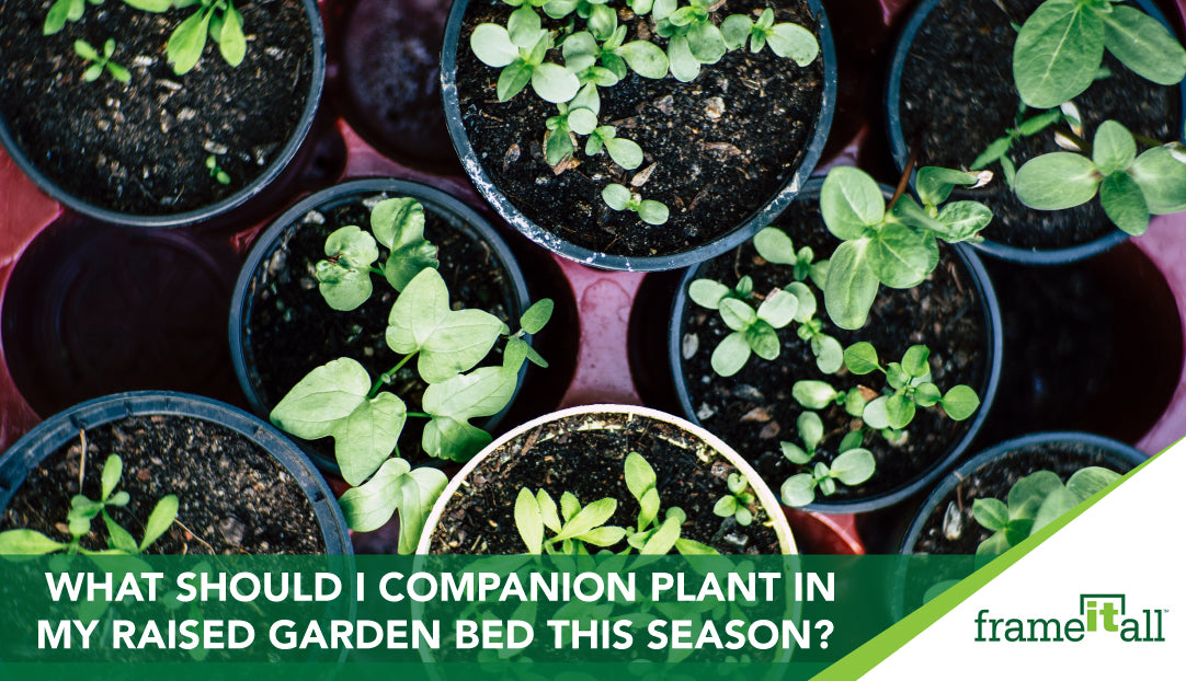 What Should I Companion Plant In My Raised Garden Bed This Season?