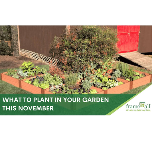 What to Plant in Your Garden This November