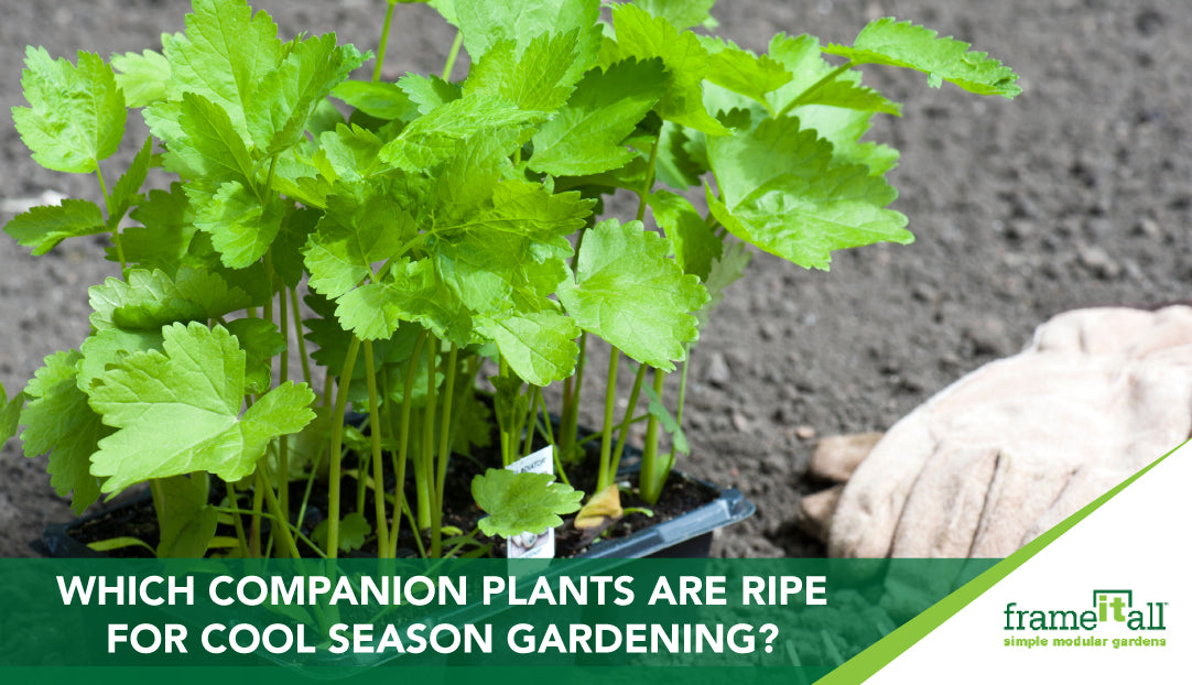 Which Companion Plants Are Ripe For Cool Season Gardening?