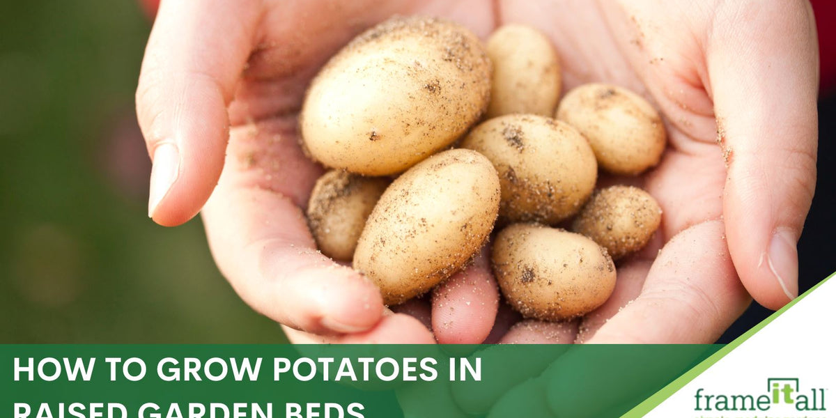 Your Full Guide To Growing Potatoes In Raised Beds Frame It All